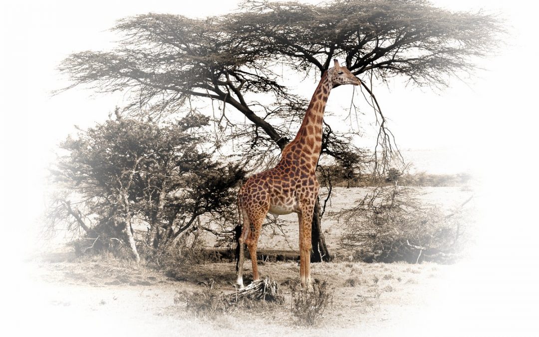 LUNCHTIME AT ACACIA TREE