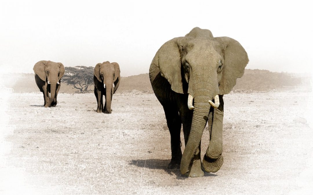 WANDERING ELEPHANTS